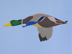 Wojnarowski Antoni Janusz - KACZOR KRZYŻÓWKI, 2023