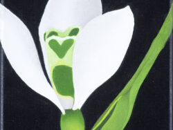 Wojnarowski Antoni Janusz - BIAŁY KWIAT, 2016