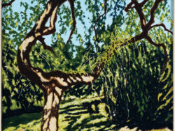 Barszcz Jacek - DRZEWO W PARKU W WILANOWIE, 2024